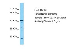 EPOP Rabbit anti-Human, Polyclonal, Novus Biologicals 0.1 mL | Buy Online | Novus Biologicals | Fisher Scientific